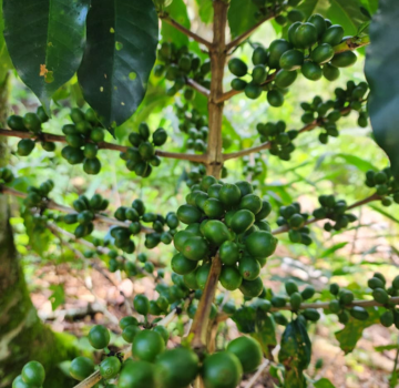 Infraestructura agroindustrial