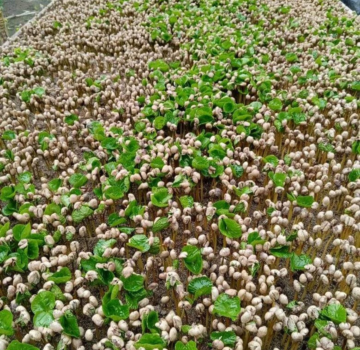 Tecnificación del campo